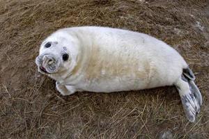 filhote de foca cinza enquanto relaxa na praia na grã-bretanha foto