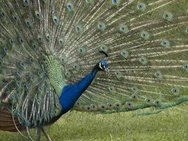 detalhe de pena de pavão de roda aberta close-up foto