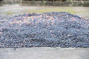 sementes de café maduras colhidas da indonésia ilha de bali foto