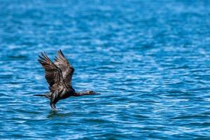 cormorão enquanto nadava no oceano de água azul foto