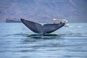 observação de baleias azuis em baja califórnia foto