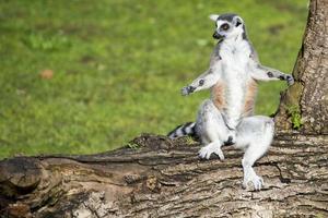 macaco lêmure em pé em posição de ioga foto