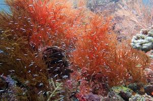 os reinos subaquáticos coloridos de raja ampat, papua indonésia foto