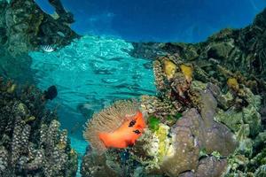 snorkeling em recifes de corais da polinésia francesa foto