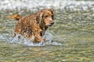 cachorro feliz cocker spaniel inglês correndo para você foto