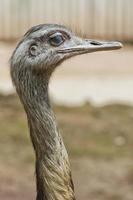 retrato de perfil de avestruz foto