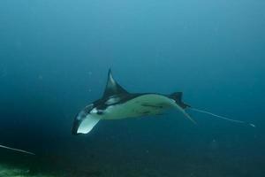 uma manta isolada no fundo azul foto