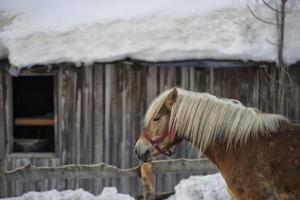 retrato de cavalo na neve branca foto