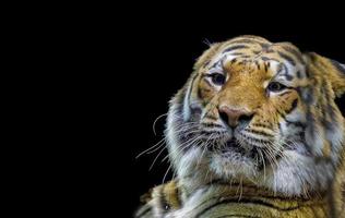 tigre pronto para atacar olhando para você foto