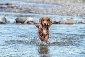 cachorrinho cão jovem cocker spaniel inglês enquanto corre na água