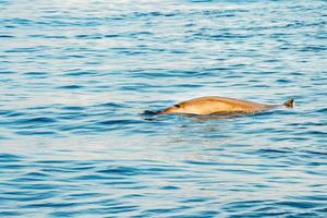 raro golfinho bico de ganso baleia zífio cavirostris foto