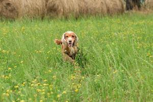 jovem cachorrinho cocker spaniel inglês enquanto corre na grama foto