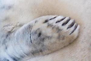 detalhe de barbatana de cachorro de foca cinza foto