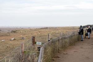 Donna Nook, Inglaterra - 9 de dezembro de 2016 - filhote de foca cinza enquanto relaxa na praia na Grã-Bretanha foto