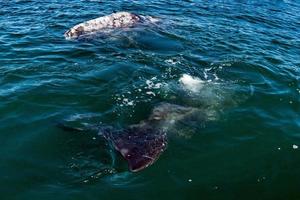 bebê baleia cinzenta e mãe no oceano pacífico perto de você foto