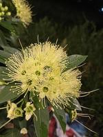 linda flor com cor amarela foto