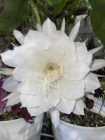 incrível flor branca foto