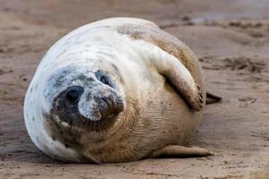 filhote de foca cinza enquanto relaxa na praia na grã-bretanha foto