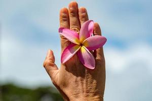 mão de mulher segurando flor de frangipani foto