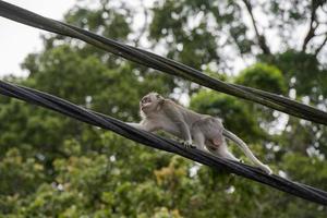 macaco macaco indonésia no cabo de alta tensão foto