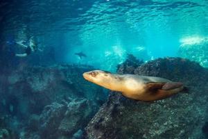 foca-leão-marinho debaixo d'água enquanto mergulha galápagos foto