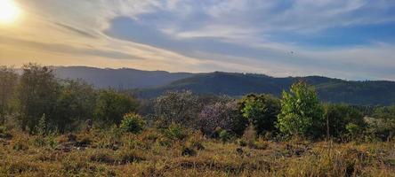 fazenda de plantação de eucalipto em dia ensolarado na zona rural do brasil na estrada de terra foto