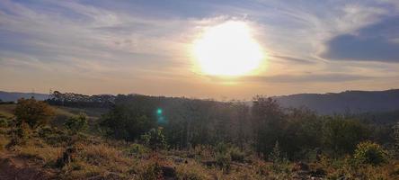 fazenda de plantação de eucalipto em dia ensolarado na zona rural do brasil na estrada de terra foto