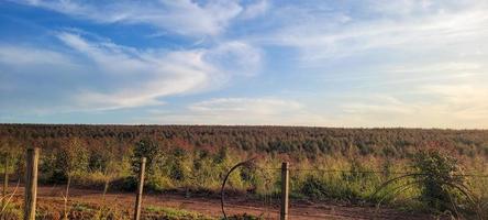 colheita de eucalipto em uma fazenda no interior do brasil foto