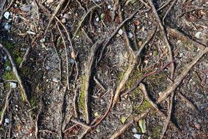 vista detalhada de perto em uma textura de terra de floresta com musgo e galhos foto