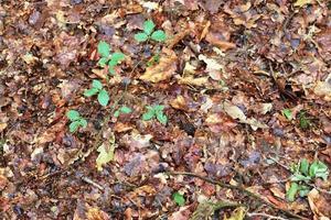 vista detalhada de perto em uma textura de terra de floresta com musgo e galhos foto