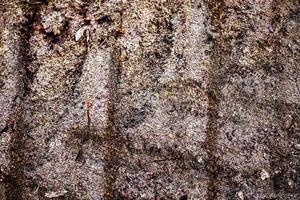 vista detalhada de perto em terrenos agrícolas secos e acre em alta resolução foto