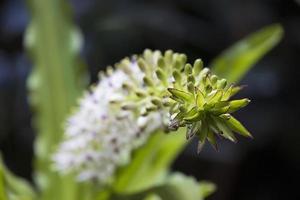 closeup de uma planta verde cravada em um jardim foto