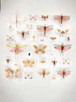 grande variedade de lindas borboletas em uma caixa de vidro em um museu foto