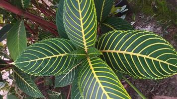 bela planta de folhas verdes com fibras amarelas foto