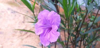 flores roxas que são tão bonitas são adequadas para o jardim foto