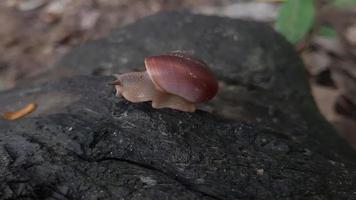 foto de um caracol na madeira.