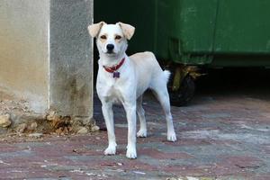 cachorro em uma caminhada em um parque da cidade em israel. foto