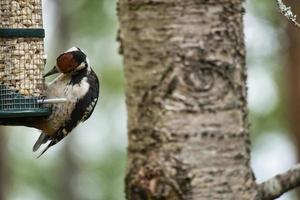 grande pica-pau manchado forrageando na floresta em uma árvore com fundo desfocado foto