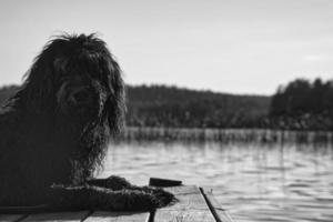 cachorro goldendoodle deitado em um cais e olhando para um lago na suécia. foto animal