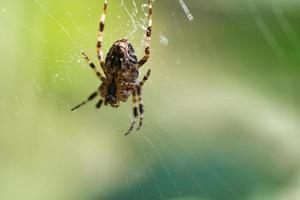 cruzar aranha em uma teia de aranha, à espreita de presas. fundo desfocado foto