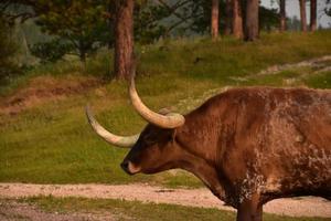 perfil de um grande boi longhorn em um rancho foto
