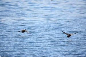 dois patos corvos-marinhos voando sobre a água foto