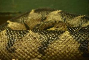 olhar fantástico para uma cobra bushmaster enrolada foto