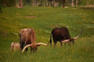 grandes chifres em novilhos longhorn pastando em um campo foto