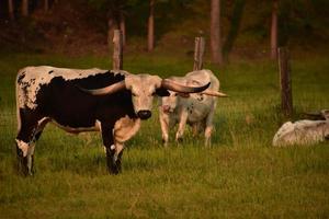 dois novilhos longhorn em uma fazenda de gado foto