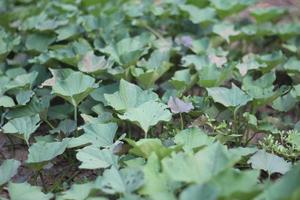 trepadeiras com folhas verdes plantas de batata-doce foto