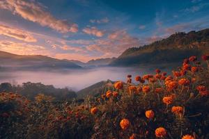 bela paisagem de plantação de chá verde pela manhã com flores de laranja em primeiro plano. 2000 plantação de chá, montanha doi angkhang, chiangmai, tailândia foto