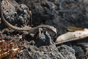 close-up de alto ângulo de lagarto de parede siciliano nas rochas durante o dia ensolarado foto