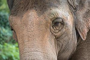 olho de elefante close-up detalhe foto