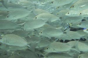 dentro de um cardume de peixes debaixo d'água foto